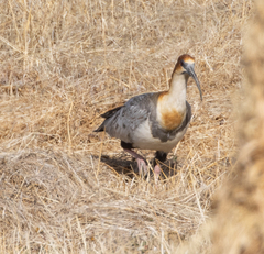 Theristicus branickii
