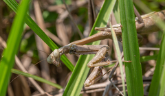 Stagmomantis carolina