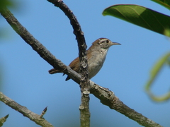 Uropsila leucogastra