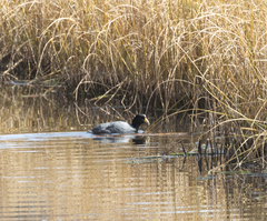 Fulica ardesiaca