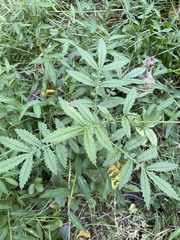 Agrimonia parviflora