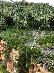 Carpobrotus edulis