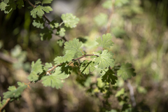 Ribes roezlii