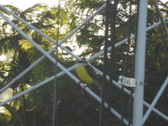 Pitangus sulphuratus