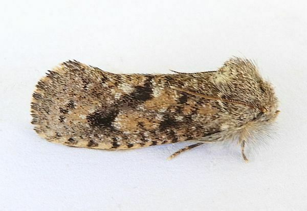Acrolophus parvipalpus