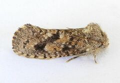 Acrolophus parvipalpus