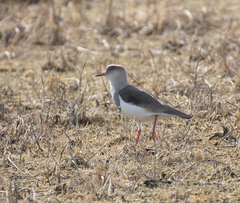 Vanellus resplendens