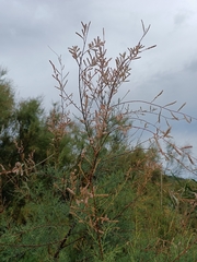 Tamarix gallica