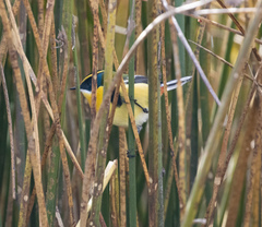 Tachuris rubrigastra