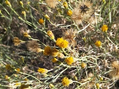 Porophyllum scoparium