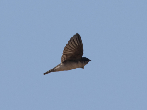 Andean Swallow (Orochelidon andecola), photo 10