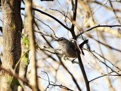 Uropsila leucogastra