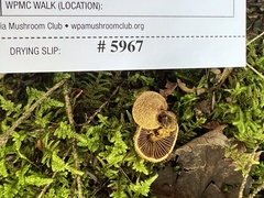 Cortinarius angelesianus