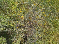 Porophyllum scoparium