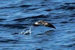 Pelagodroma marina