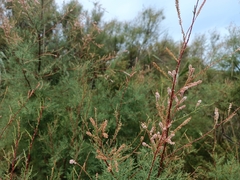 Tamarix gallica