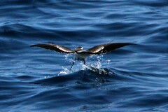 Pelagodroma marina