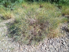 Porophyllum scoparium