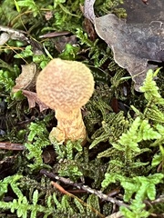 Cortinarius angelesianus