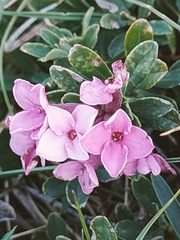 Daphne cneorum