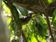 Uropsila leucogastra