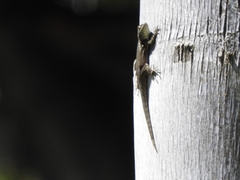 Sceloporus grammicus