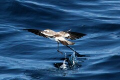 Pelagodroma marina