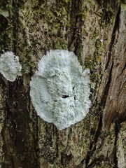 Cryptothecia striata