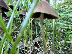 Parasola conopilea