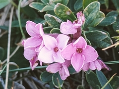 Daphne cneorum