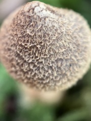 Cortinarius angelesianus