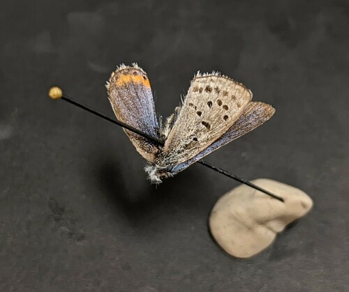 iNaturalist observation photo of Acmon Blue