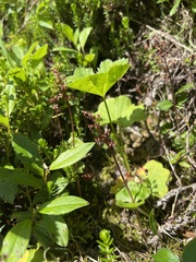 Neottia cordata
