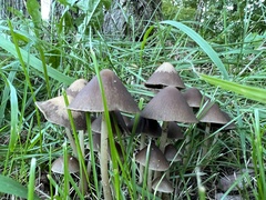 Parasola conopilea