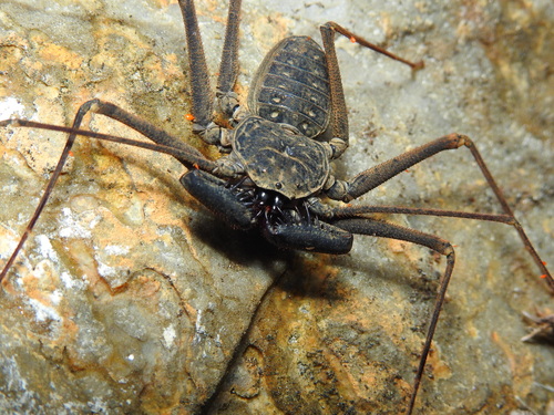 Paraphrynus pococki