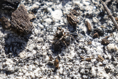 Habronattus hirsutus