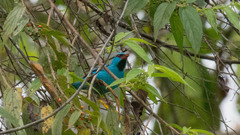 Dacnis cayana