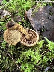Cortinarius angelesianus