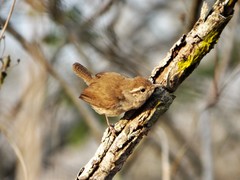 Uropsila leucogastra