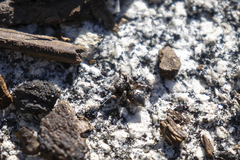 Habronattus hirsutus