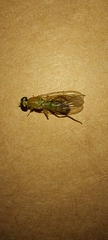 Stratiomyidae