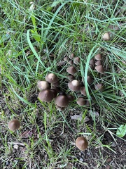 Parasola conopilea
