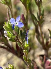 Veronica dillenii