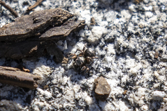 Habronattus hirsutus