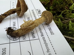 Cortinarius angelesianus