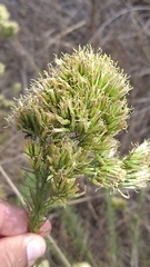 Pseudobrickellia brasiliensis