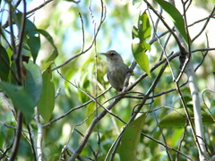 Uropsila leucogastra