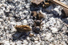 Habronattus hirsutus