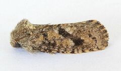 Acrolophus parvipalpus