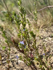 Veronica dillenii